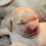De pups worden blind en doof geboren, pas met ca. 2 weken is dit allemaal goed ontwikkeld