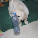 Deze doet het ook vaak goed bij pups: een rammelend flesje