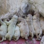 De geboorte is achter de rug, het resultaat is zeven prachtige, kerngezonde pups!