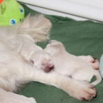 Pups slapen altijd graag tegen of op een poot van hun moeder
