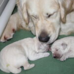 Moeders poetst haar pups met grote regelmaat ;-)