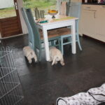 Op een regenachtige dag laat ik de pups in de keuken, wat een feest is dat!
