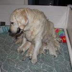 Dit is al een heel ander beeld dan de eerste keren dat ze haar pups zittend ging voeden!