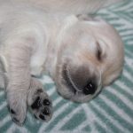 Pupjes die voldaan en tevreden liggen te slapen is het mooiste dat er is! (hier reutje 'rood')