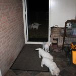 Omdat de buitenren een bende is geworden door de vele regen laat ik de pups voor de nacht nog even aan de voorkant van het huis in het grind spelen