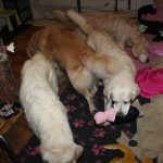 Terwijl de pups druk zijn met de snuffelmatten nemen mijn volwassen honden de gelegenheid te baat om de puppyren te betreden en speelgoed te stelen ;-)