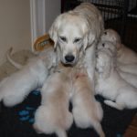 Op de ochtend van het vertrek van de eerste 4 pups, Kaidyn heeft ze tot het laatst toe nog regelmatig gevoed